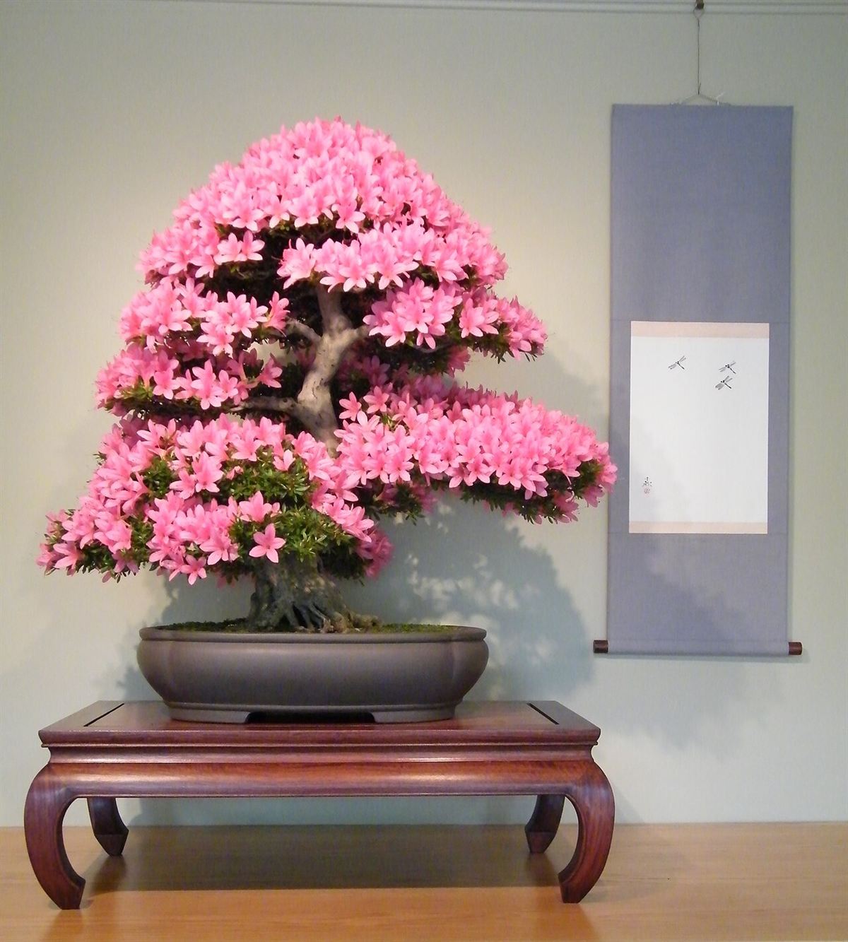 Bonsai de azaleia satsuki coberto de flores cor-de-rosa, exposto sobre mesa de madeira ao lado de um pergaminho