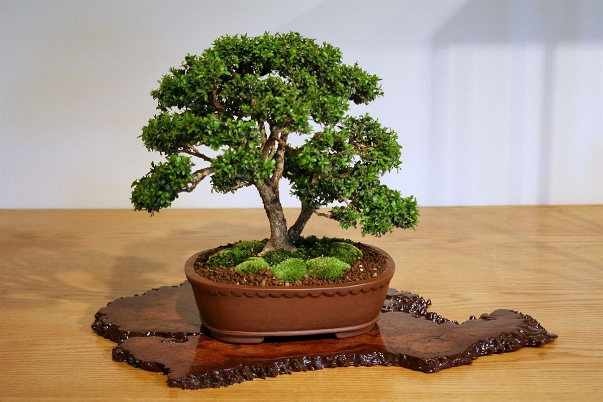 Pequeno bonsai de buxinho (Buxus microphylla) com copa densa e musgo, em vaso marrom sobre base de madeira