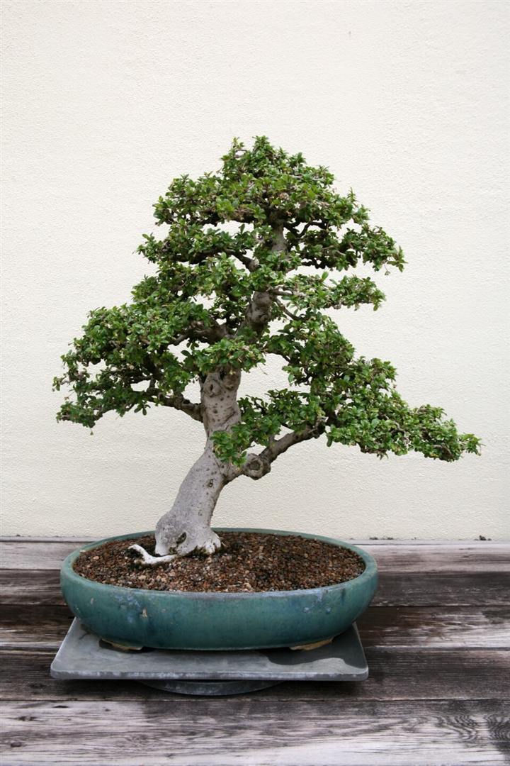 Bonsai de carmona, o chá-de-Fukien (Carmona retusa), com tronco claro e copa em camadas, em vaso oval azul-esverdeado