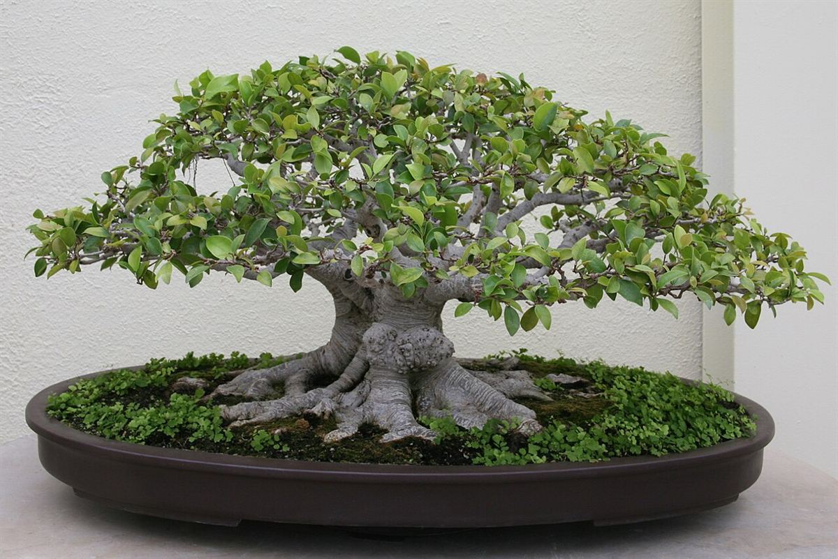 Bonsai de Ficus retusa com tronco grosso e raízes expostas em vaso oval marrom