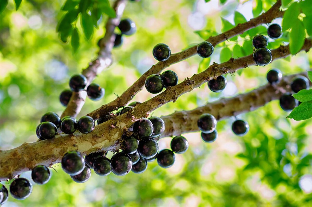 Galhos de jabuticabeira (Plinia cauliflora) carregados de frutos pretos presos diretamente na casca