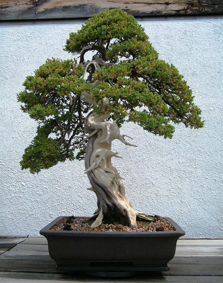 Bonsai de junípero com tronco retorcido e partes de madeira morta clara, em vaso retangular escuro