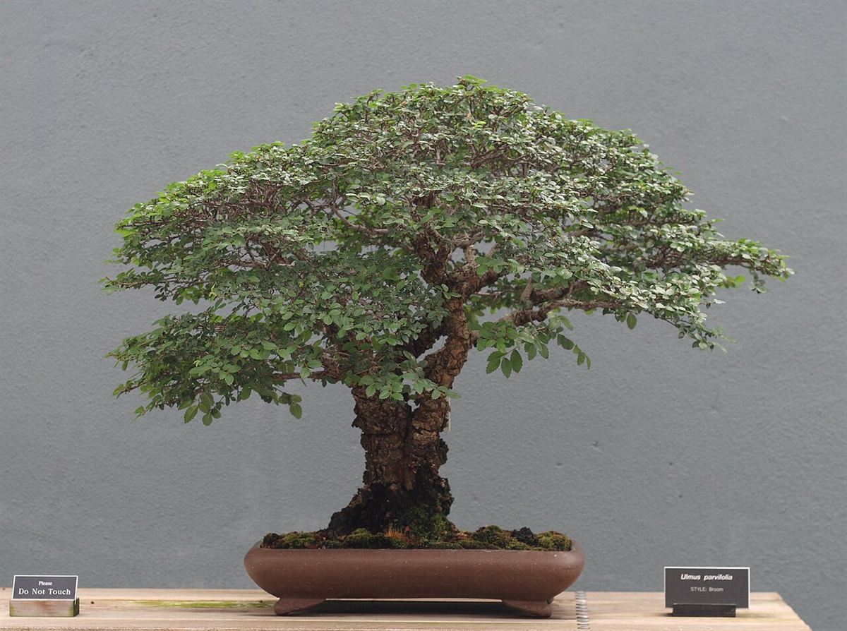 Bonsai de olmo-chinês (Ulmus parvifolia) em estilo vassoura, com tronco de casca rugosa e copa ampla, em vaso marrom raso
