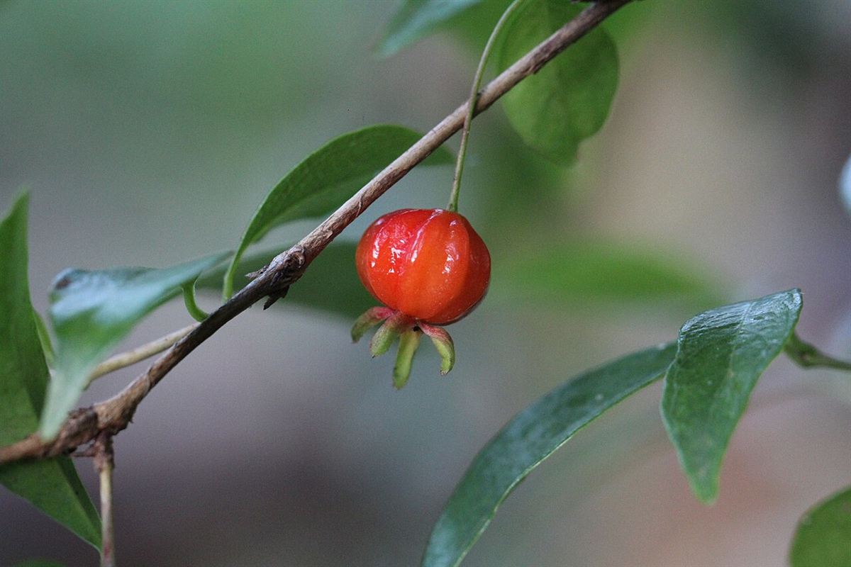 Fruto vermelho de pitangueira (Eugenia uniflora) pendurado em um galho com folhas verdes