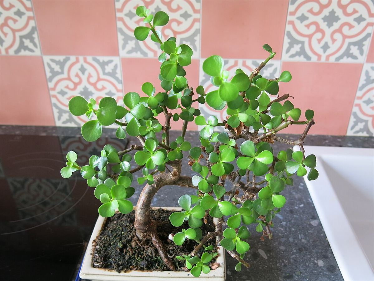 Bonsai de Portulacaria afra com folhas pequenas e carnudas em vaso retangular claro, sobre bancada de cozinha