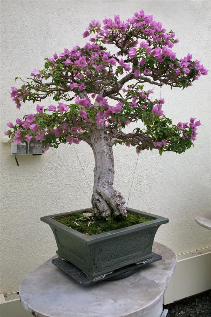 Bonsai de primavera (Bougainvillea glabra) florido, com brácteas lilás e tronco grosso, em vaso quadrado