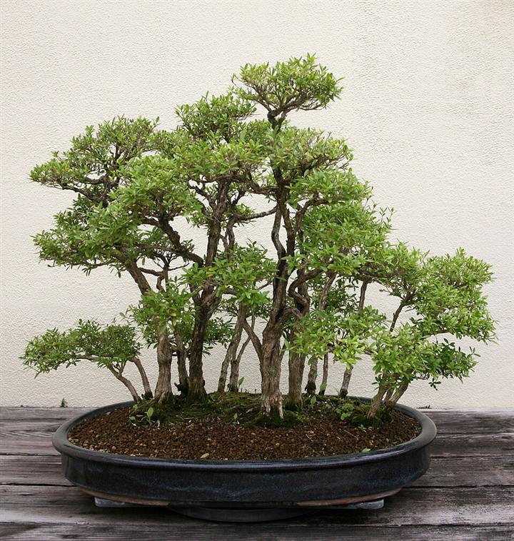 Bonsai de serissa (Serissa japonica) em estilo floresta, com vários troncos em vaso oval raso
