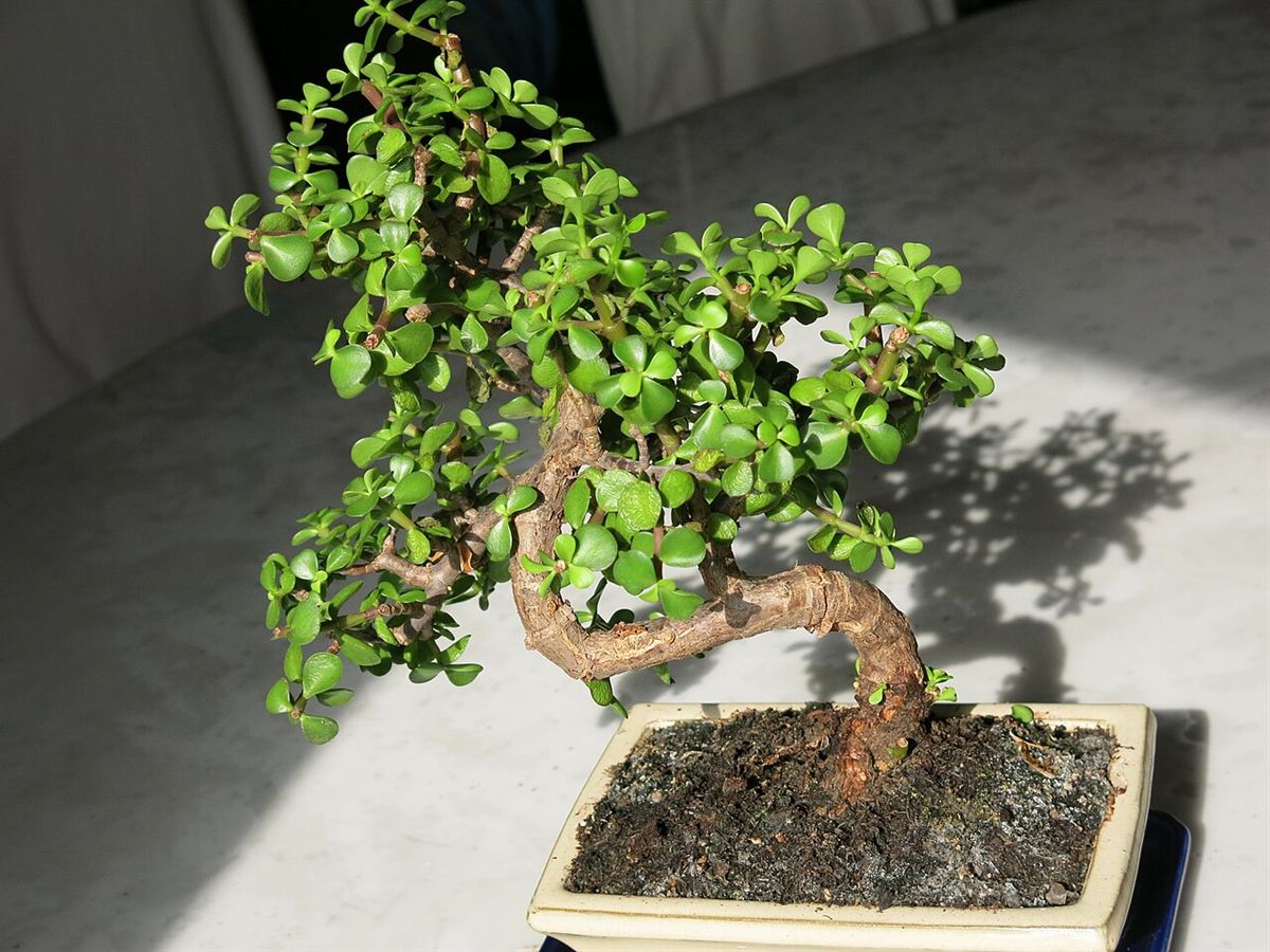 Bonsai de Portulacaria afra recebendo luz direta do sol, com a sombra da copa projetada na mesa