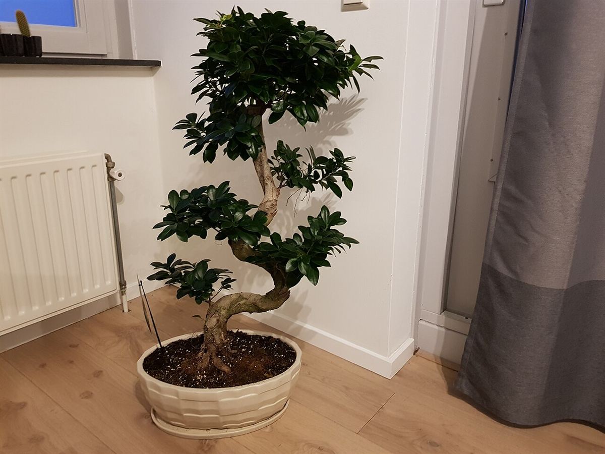 Bonsai de Ficus em vaso claro dentro de casa, perto da janela e da cortina