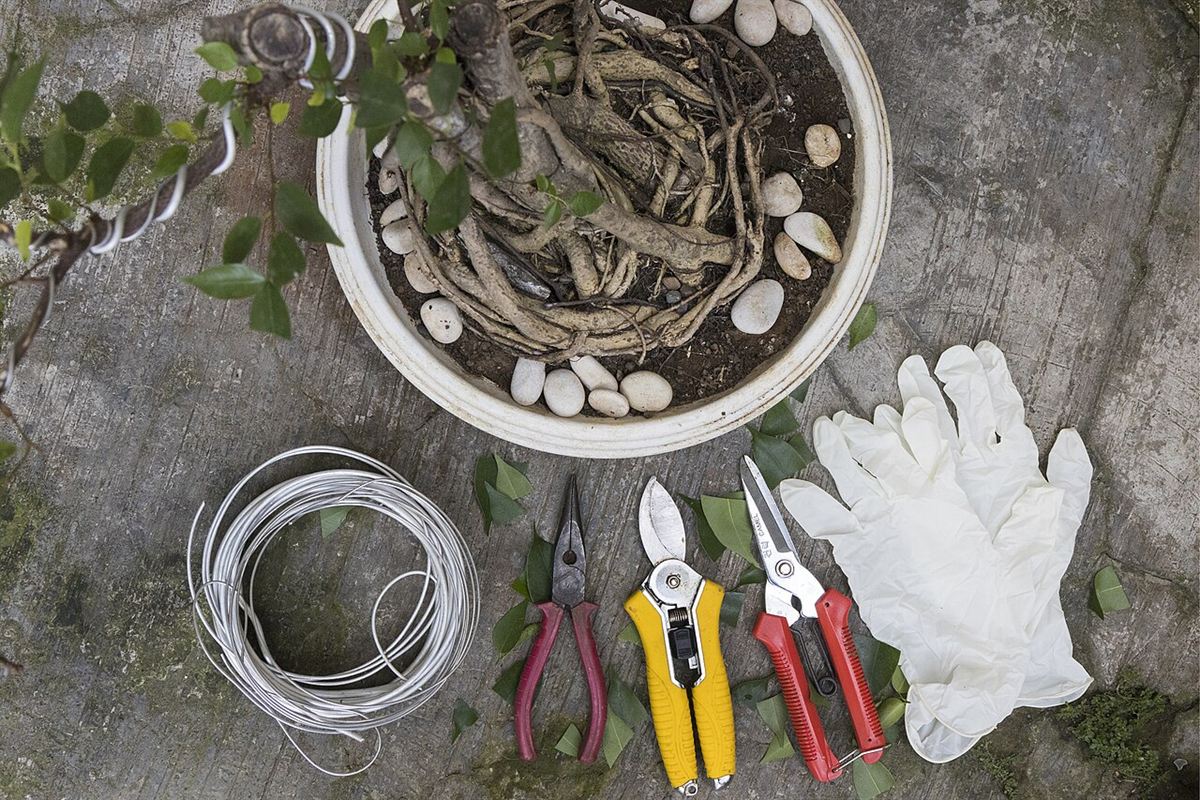 Vista de cima de bonsai em vaso branco com tesouras de poda, alicate, arame de alumínio e luvas ao lado