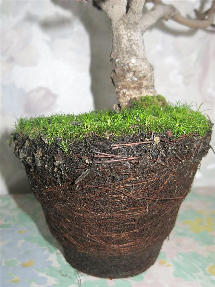 Torrão de bonsai retirado do vaso, mostrando as raízes enoveladas e o musgo na superfície