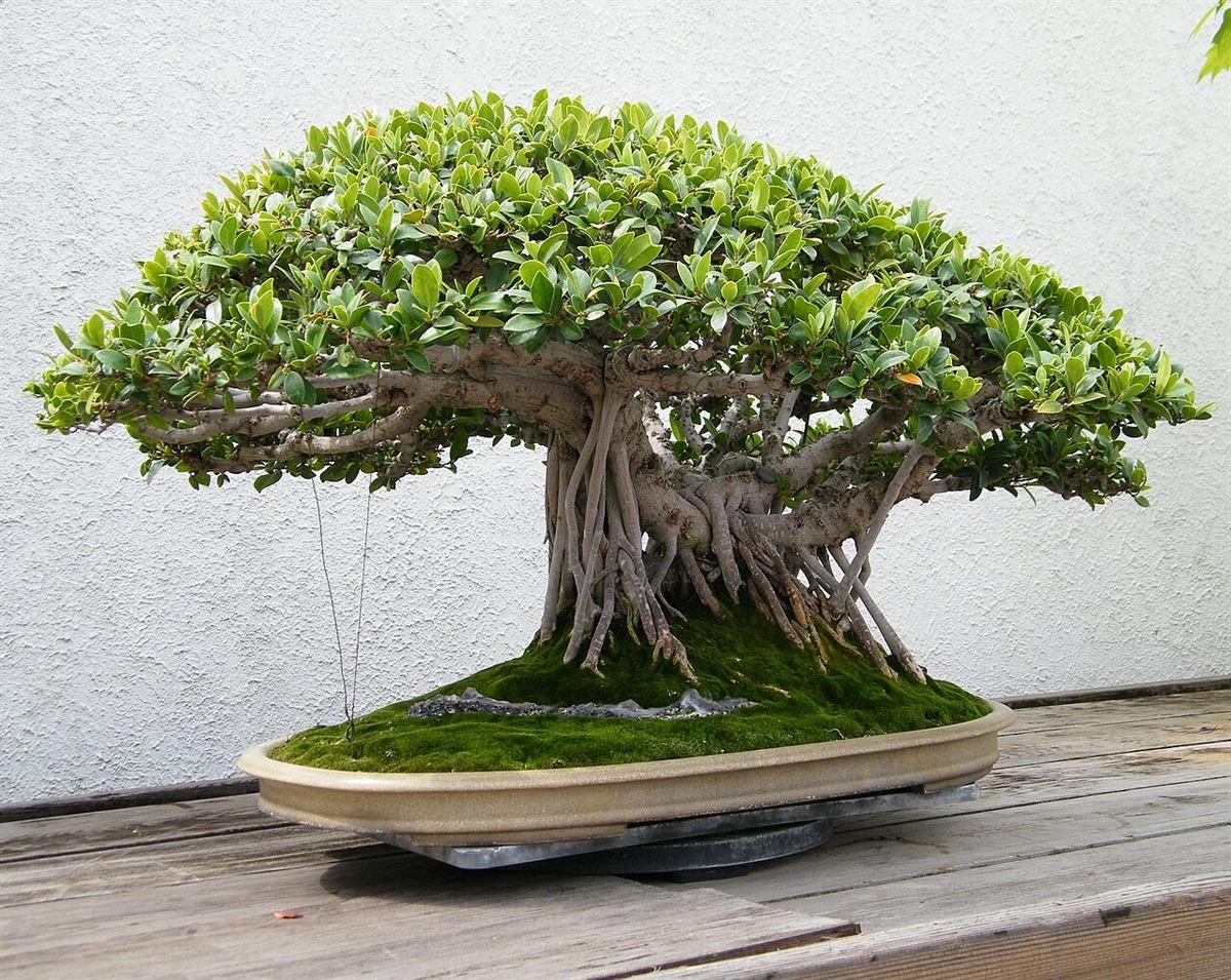 Bonsai de figueira-chinesa (Ficus microcarpa) com copa larga e raízes aéreas, em vaso oval raso sobre bancada de madeira