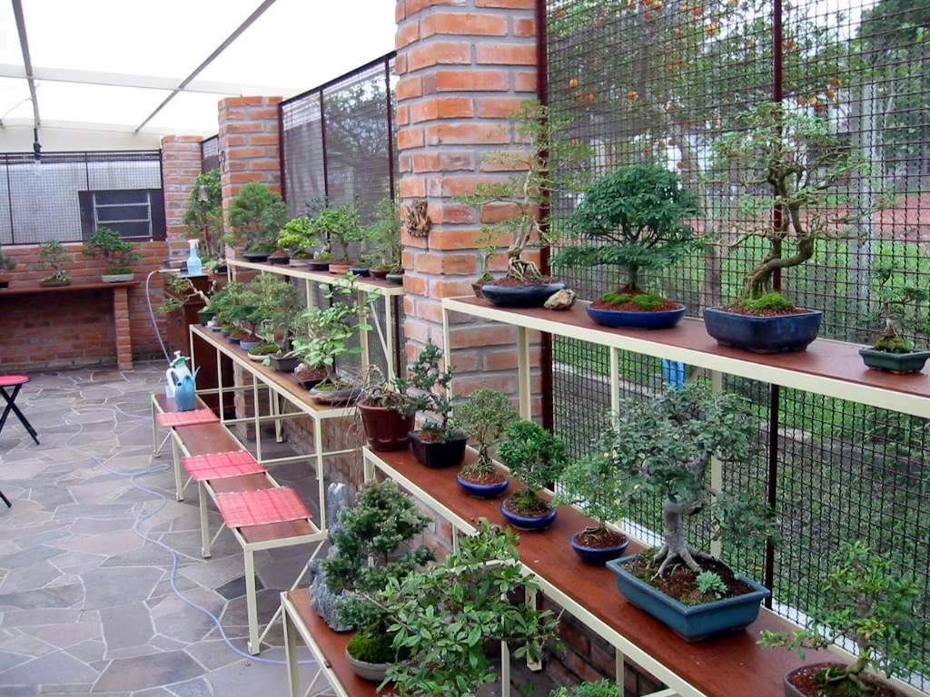 Bancadas com vários bonsais em vasos numa área de cultivo coberta, com regador e mangueira